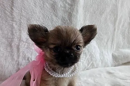 Chihuahua dziewczynka suczka XS dlugowlosa, Kujawsko-pomorskie, Inowrocław
