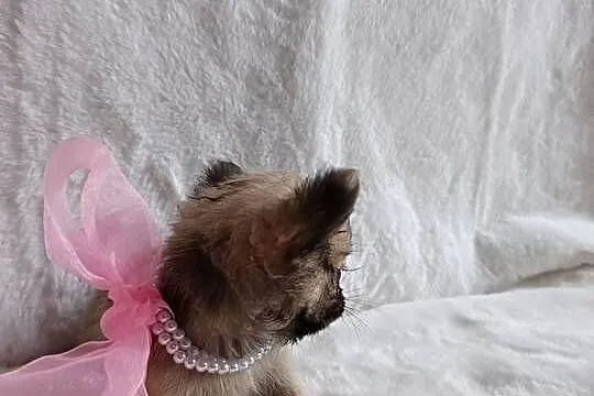 Chihuahua dziewczynka suczka XS dlugowlosa, Kujawsko-pomorskie, Inowrocław
