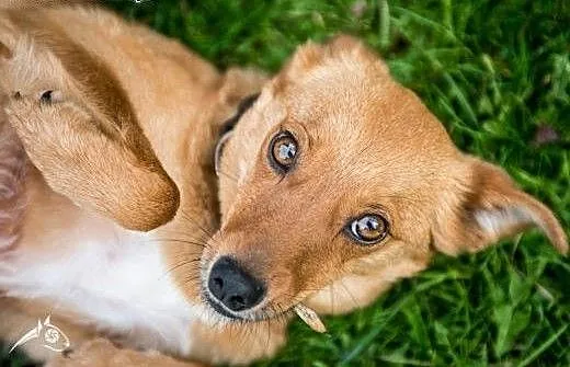 Nieduża, młoda suczka Pepa do adopcji! , mazowiec