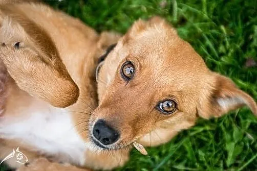 Nieduża, młoda suczka Pepa do adopcji! ,  mazowiec