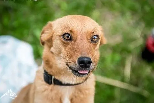 Nieduża, młoda suczka Pepa do adopcji! ,  mazowiec