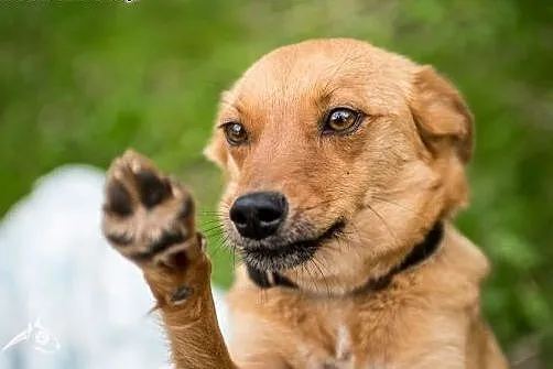 Nieduża, młoda suczka Pepa do adopcji! ,  mazowiec