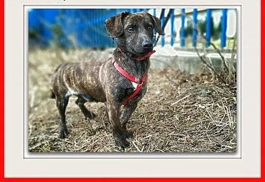 Młody,łagodny,szczepiony,rezolutny piesek JAMNIOR pregowany, śląskie Katowice, Śląskie, Katowice
