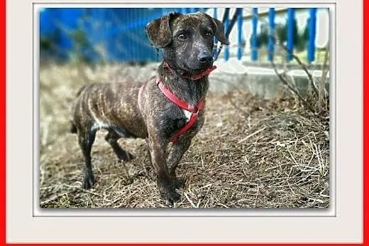 Młody,łagodny,szczepiony,rezolutny piesek JAMNIOR pregowany,  śląskie Katowice, Śląskie, Katowice
