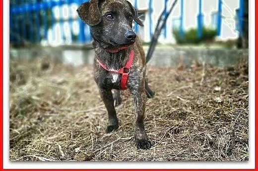 Młody,łagodny,szczepiony,rezolutny piesek JAMNIOR pregowany,  śląskie Katowice, Śląskie, Katowice