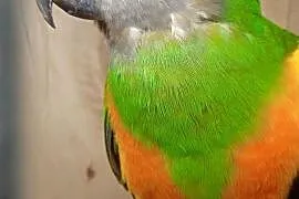 Senegalki para