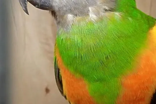 Senegalki para, Mazowieckie, Radom