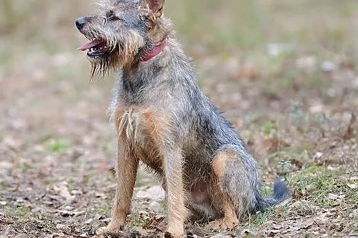 Uchroń Odiego przed zimą w schronisku! Adoptuj!,  