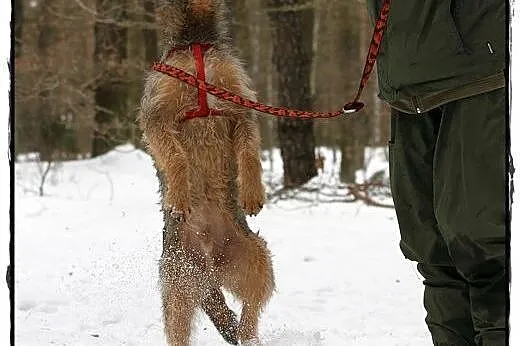 Uchroń Odiego przed zimą w schronisku! Adoptuj!,  