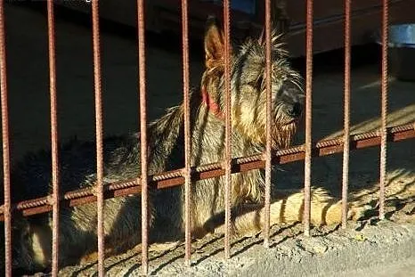 Uchroń Odiego przed zimą w schronisku! Adoptuj!,  