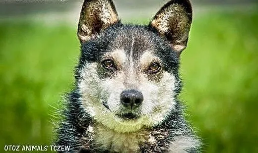 OTOZ Animals - Wirek - uroczy terierkowaty cudak s