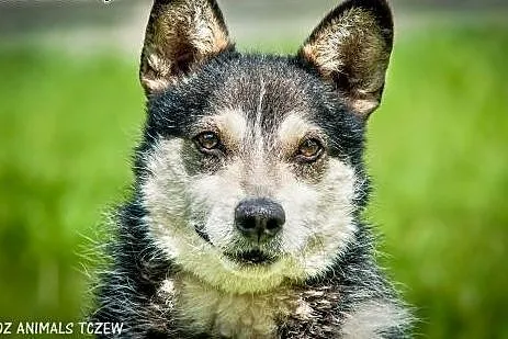 OTOZ Animals - Wirek - uroczy terierkowaty cudak s