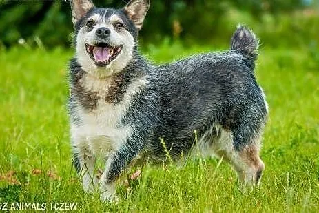 OTOZ Animals - Wirek - uroczy terierkowaty cudak s