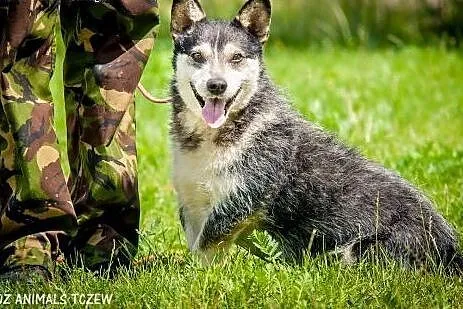 OTOZ Animals - Wirek - uroczy terierkowaty cudak s