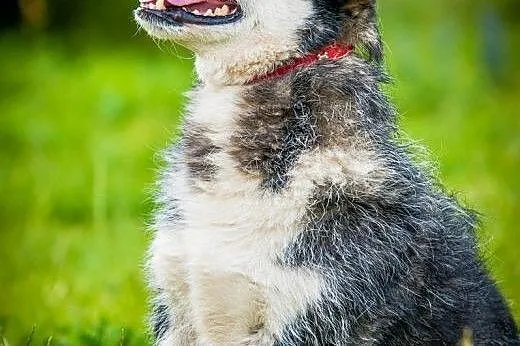 OTOZ Animals - Wirek - uroczy terierkowaty cudak s