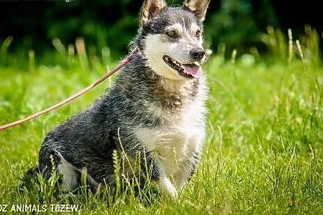 OTOZ Animals - Wirek - uroczy terierkowaty cudak s