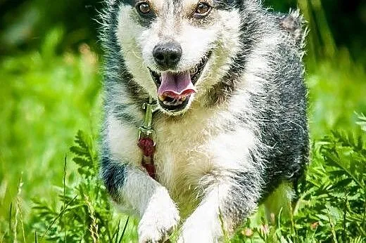 OTOZ Animals - Wirek - uroczy terierkowaty cudak s