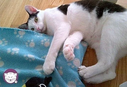 Lubiąca i psiaki i kociaki SONIA poprosi o domek!,