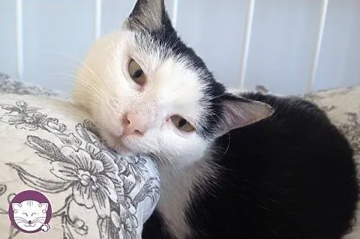 Lubiąca i psiaki i kociaki SONIA poprosi o domek!,