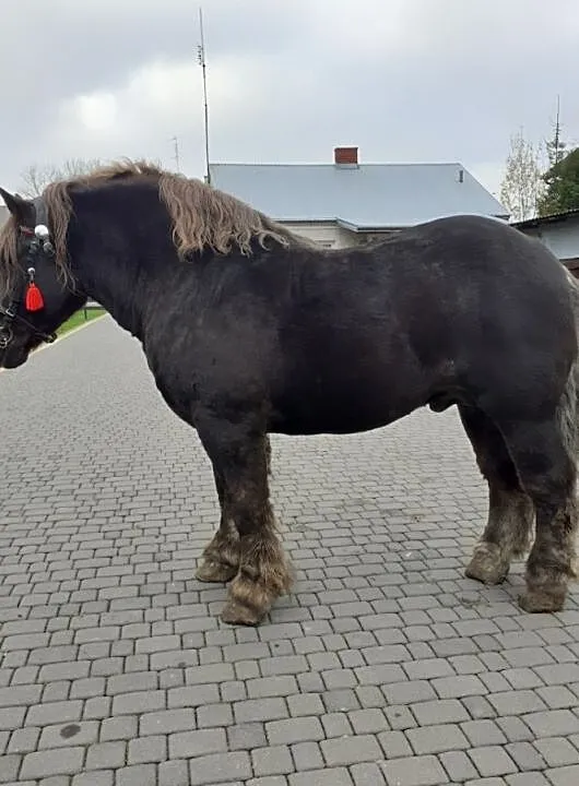 Sprzedam Ogiera zimnokrwistego GEZBEN, , Niecieplin