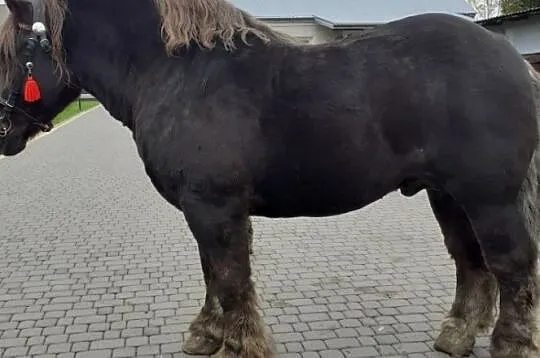 Sprzedam Ogiera zimnokrwistego GEZBEN, , Niecieplin
