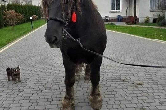 Sprzedam Ogiera zimnokrwistego GEZBEN, , Niecieplin