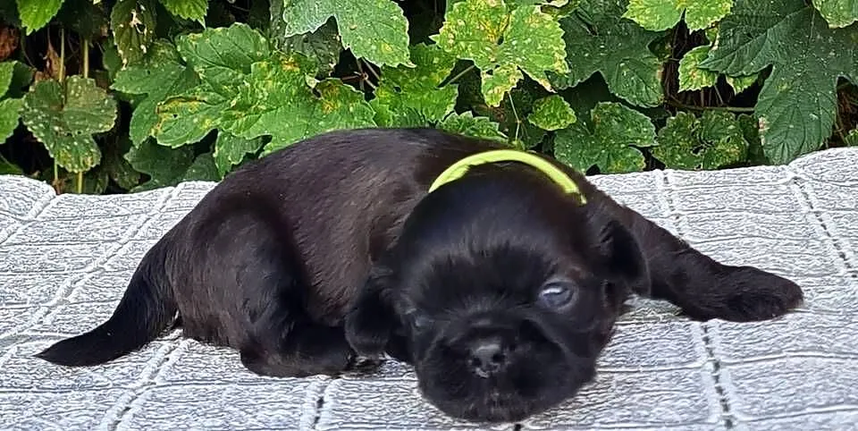 Szczenięta Shih tzu ZKWP, Śląskie, Masłońskie