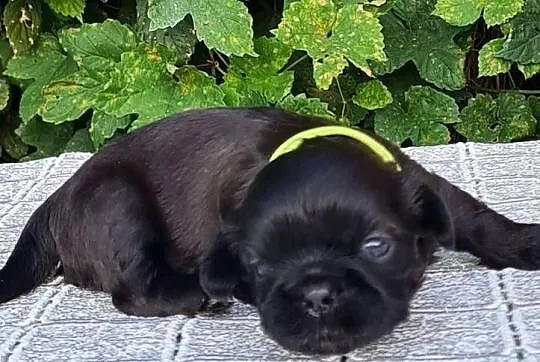 Szczenięta Shih tzu ZKWP, Śląskie, Masłońskie