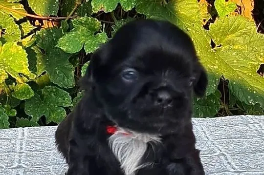 Szczenięta Shih tzu ZKWP, Śląskie, Masłońskie