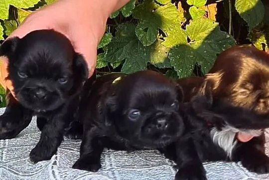 Szczenięta Shih tzu ZKWP, Śląskie, Masłońskie