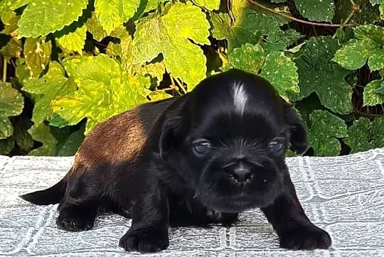 Szczenięta Shih tzu ZKWP, Śląskie, Masłońskie