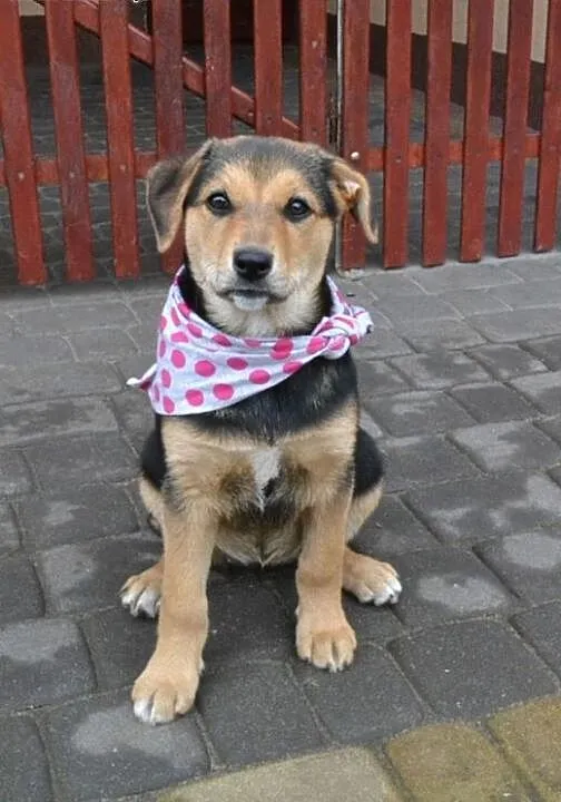 Molly- 10 tyg spokojna, delikatna, pieszczocha, GR