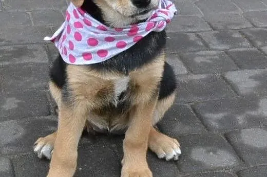 Molly- 10 tyg spokojna, delikatna, pieszczocha, GR
