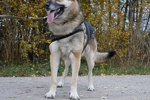 Czarek owczarek wypatruje domu,  Kundelki cała Polska