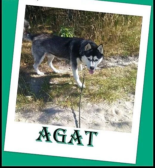 Alaskan malamute,łagodny,spokojny Agat - ADOPCJA !