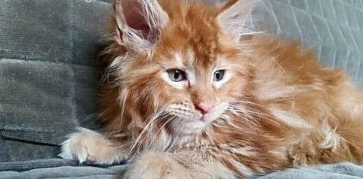 Maine coon kotki , Koty maine coon cała Polska