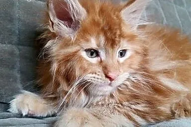 Maine coon kotki ,  Koty maine coon cała Polska