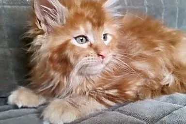 Maine coon kotki ,  Koty maine coon cała Polska