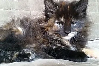 Maine coon kotki ,  Koty maine coon cała Polska