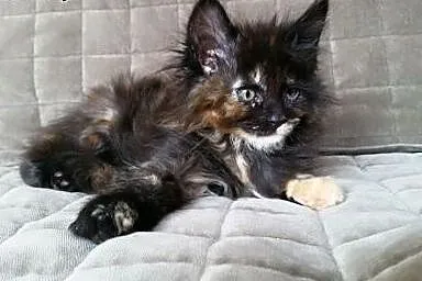 Maine coon kotki ,  Koty maine coon cała Polska