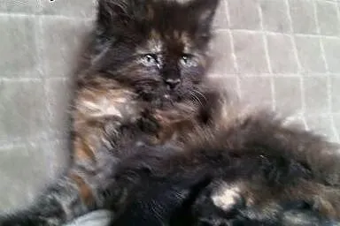 Maine coon kotki ,  Koty maine coon cała Polska