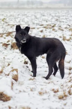 Bunia - cudowna psia babcia BŁAGA o dom!  CZY PSIA BABCIA MA JESZCZE SZANSĘ NA ADOPCJE? Bunia... Kol, , Warszawa