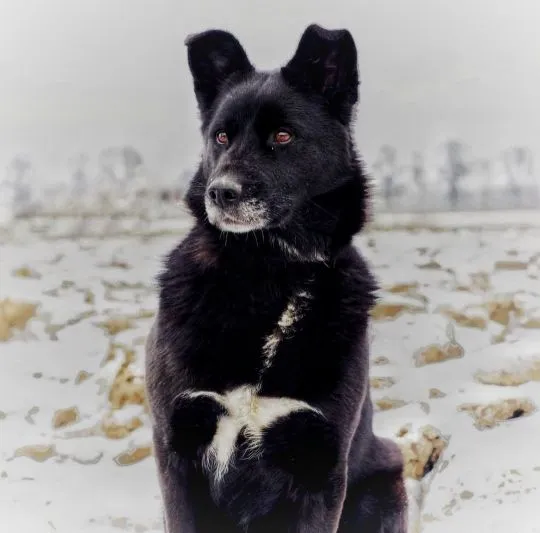 Bunia - cudowna psia babcia BŁAGA o dom!  CZY PSIA BABCIA MA JESZCZE SZANSĘ NA ADOPCJE? Bunia... Kol, , Warszawa