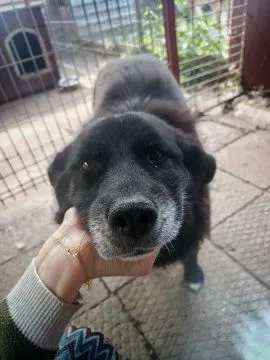 Bunia - cudowna psia babcia BŁAGA o dom!  CZY PSIA BABCIA MA JESZCZE SZANSĘ NA ADOPCJE? Bunia... Kol