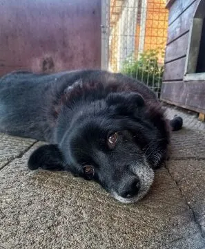 Bunia - cudowna psia babcia BŁAGA o dom!  CZY PSIA BABCIA MA JESZCZE SZANSĘ NA ADOPCJE? Bunia... Kol, , Warszawa