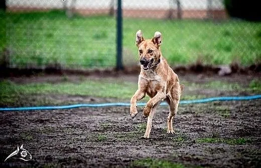 LORI-pieska do adopcji-dla Ciebie!, małopolskie K