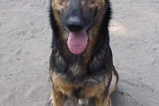 Psi wesołek Charlie szuka domu,  dolnośląskie Wroc