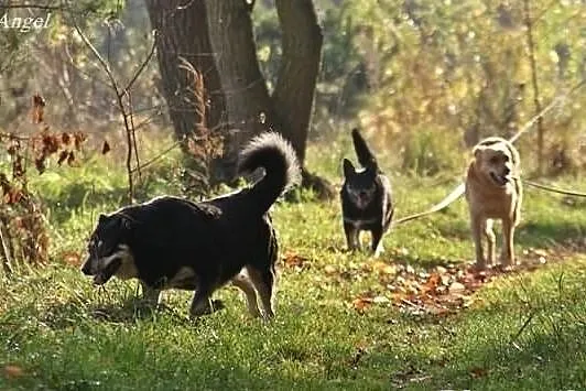 Ofka, niewielka sunia pragnie miłości człowieka.