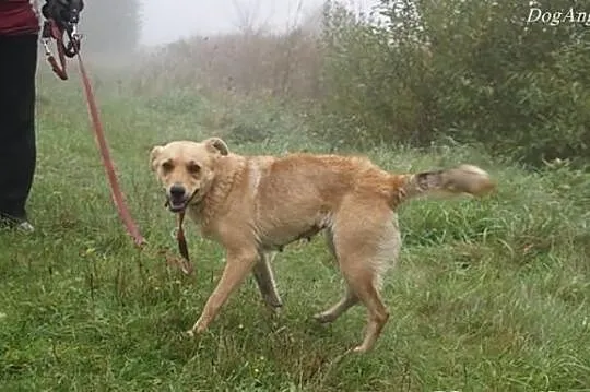 Ofka, niewielka sunia pragnie miłości człowieka.