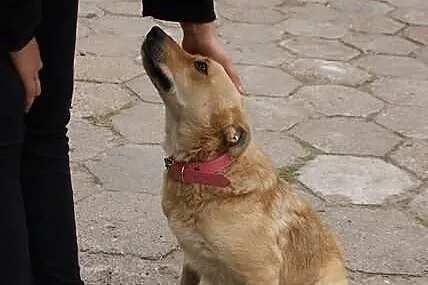 Ofka, niewielka sunia pragnie miłości człowieka.